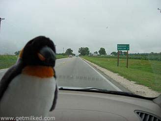 Penguin On The Road